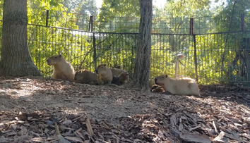 V brněnské zoo se narodilo pět kapybar. Roztomilí hlodavci se už předvádí ve výběhu