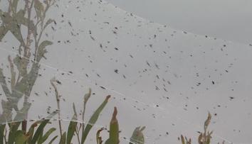 Austrálie se potýká se stěhováním pavouků, kontinent pokryly pavučiny