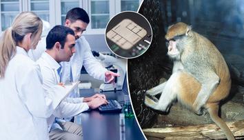 Průlomový objev! Ochrnuté opice naučili přes wi-fi hýbat nohama!