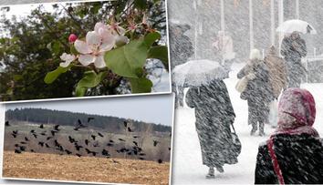 Čeká nás tuhá zima?! Vrátili se havrani, u Plzně rozkvetly jabloně