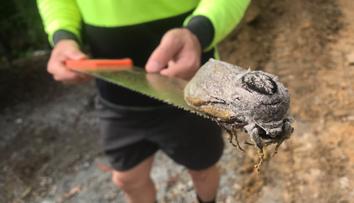 FOTO: Tohle byste doma nechtěli! Dělníci našli při stavbě obří můru
