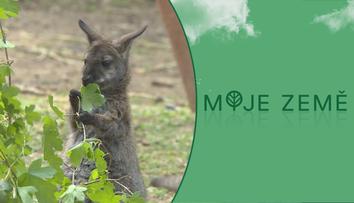 Početná klokaní kolonie. Ve zlínské zoo se narodilo nejméně 11 mláďat
