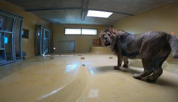 V plzeňské zoo se rozloučili se lvem Dabirem. Zvyká si na nový domov