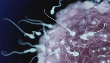 Covid-19 zřejmě snižuje potenci. Mužům ničí spermie, tvrdí experti