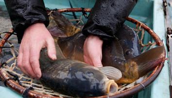 Na velikonoční stůl patří i kapr. Zkusit můžete také vaječný koktejl. RECEPT