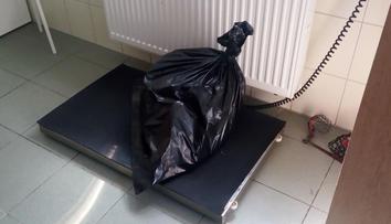 Malého psíka měl někdo vyhodit v Plzni z okna! Zvíře pád nepřežilo