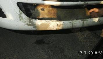 Řidič srazil sele divočáka, domů ho přivezl zaklíněné v nárazníku