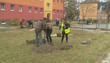 Na Hodonínsku sázejí nové stromky, pomáhat po tornádu přišly stovky lidí