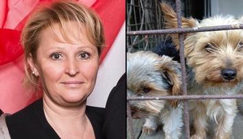 Případ zmizelé sestry: Našli se dva psi! Stopa zmátla policii