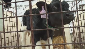 Opatření kvůli slintavce a kulhavce v Česku končí. Zoo se opět rozjíždí naplno