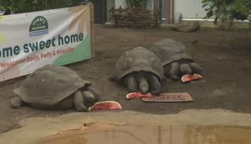 Želvy sloní dostaly v londýnské zoo nový domov. Je dvakrát větší