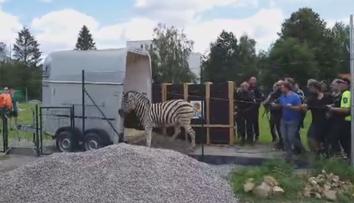 Jihlavská zoo už ví, jak utekly tři zebry. Viníky potrestala