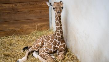 Zoo Dvůr Králové slaví! Po 12 letech se tam narodila ohrožená žirafa síťovaná