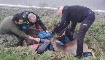 Záchranná akce u Řevnic. Daňci uvěznění v síti ohrožovali provoz
