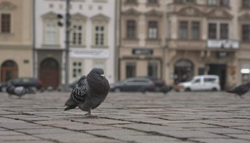 Postavili holubník a chtěli jim brát vejce. Na úředníky ale holubi v Plzni kálí