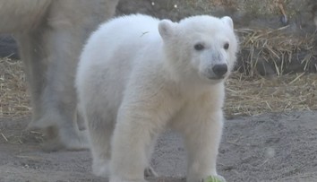 Německá zoo pojmenovala mládě ledního medvěda. Vybírala z 30 000 návrhů