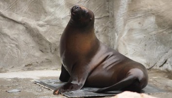 Záhadná smrt v liberecké zoo. Zemřela lachtaní samice Mano