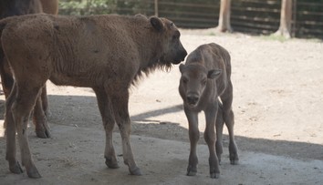 Olomoucká zoo má důvod k radosti. Narodila se tam dvě zubří mláďata
