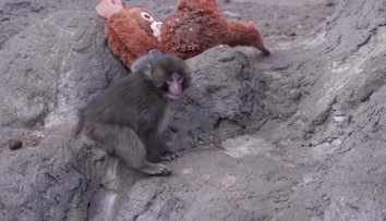 Punch už není otloukánkem. Sbližuje se s tlupou a pokukuje po opičí slečně