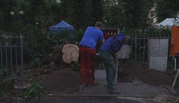 Ve Dvořákových sadech museli odstranit několik stromů. Důvodem bylo bezpečnostní riziko