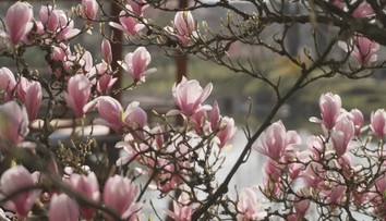 Dechberoucí podívaná. Největší japonská zahrada v Evropě vítá první návštěvníky