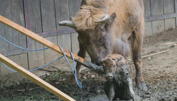 VIDEO: Boj o život v pražské zoo. Novorozený zubr zapadl do bahna
