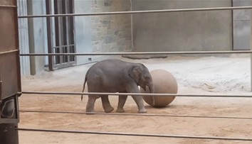 Mládě slona indického láká davy. Je hravé a miluje bublinkové koupele