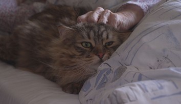 Kočky dělají radost pacientům ve vítkovické nemocnici, prý je i léčí
