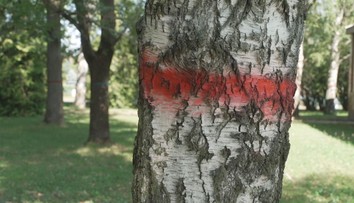 Ve chvaletickém parku na Pardubicku probíhá revitalizace stromů