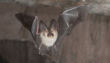 Dítě se na chatě probudilo s netopýrem na obličeji. Zemřelo strašlivou smrtí