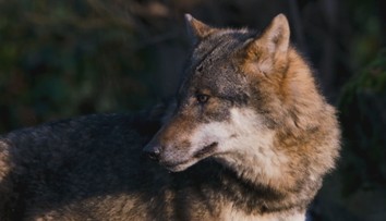 Ženu v Hamburku napadl vlk. Přímo uprostřed města ji kousl do obličeje