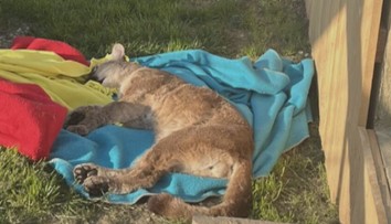 Útěk pumy na Sokolovsku má dohru. Majitelce šelmy hrozí milionová pokuta