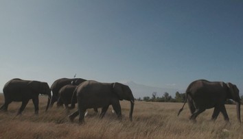 Horor na safari v Africe. Turistu před očima snoubenky ušlapalo stádo slonů