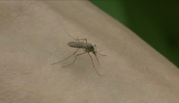 Češi si oblíbili dovolenou v exotice. Mnohdy ale podceňují zdravotní rizika