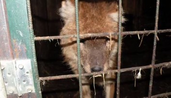 Tygr na prodej! Muž chtěl vlastní zoo, nevyšlo to. Zvířata teď živoří
