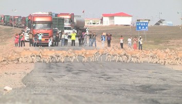 Desítky tisíc březích antilop komplikují dopravu