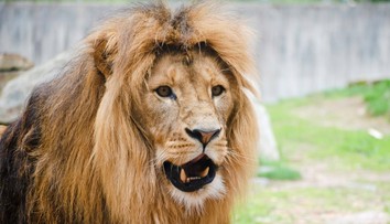 Zlínská zoo zuří. Do výběhu lvů někdo hodil lahev, hrozí jim vážné zdravotní potíže