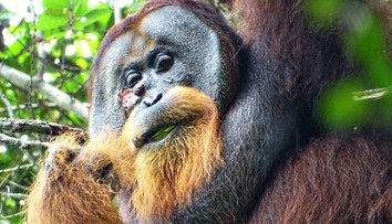 Orangutan si sám vyléčil zranění na hlavě, něco takového vědci ještě neviděli