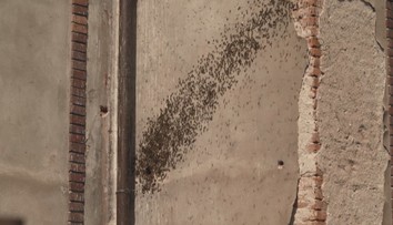 Hasiči vyjíždí k divokým včelím rojům. Volejte nejdřív nás, prosí včelaři