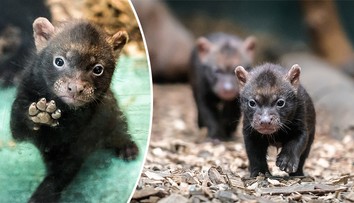 Pražská zoo představila další chloubu – štěňata psů pralesních