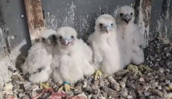 V jaderné elektrárně Dukovany slaví. Na komínu se tam vylíhla mláďata sokola