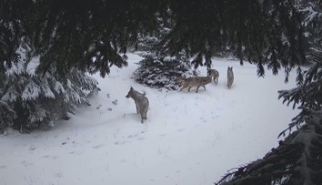 Vlk Bubla našel svoji smečku! Není ale jisté, že ho ostatní přijmou