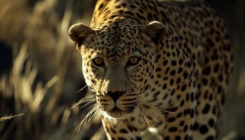 Pracovníka zoo napadl levhart. Těžkým zraněním v nemocnici podlehl