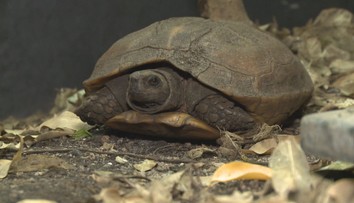 Úspěch pražské zoo! Narodilo se tam mládě vzácné želvy ostnité
