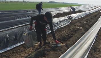 Začala sklizeň chřestu. Farmáře ale trápí sucho nebo divočáci