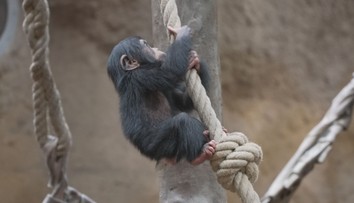 Ostravská zoo slaví nový přírůstek. Je jím mládě šimpanze hornoguinejského