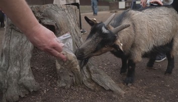 Ostravskou zoo zasáhla smrt kozy. V jejím žaludku našli igelitové sáčky