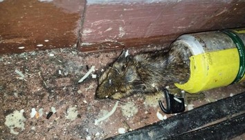 Známou restauraci v Krušných horách náhle zavřeli. Inspekce odhalila otřesné věci