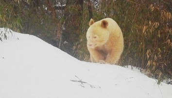 Nejspíš jediná svého druhu na světě! Čína se chlubí bílou pandou