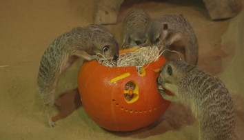 Olomoucká zoo připravila pro zvířata hostinu. Podávala dýně s červy a potkany